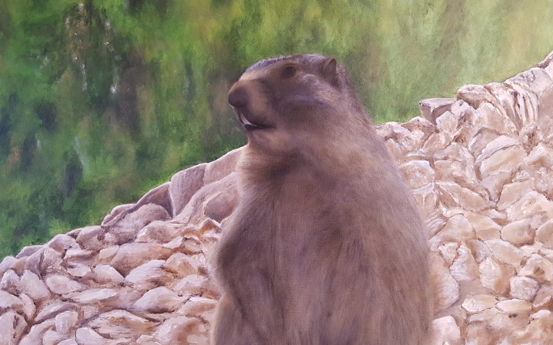 Marmotte