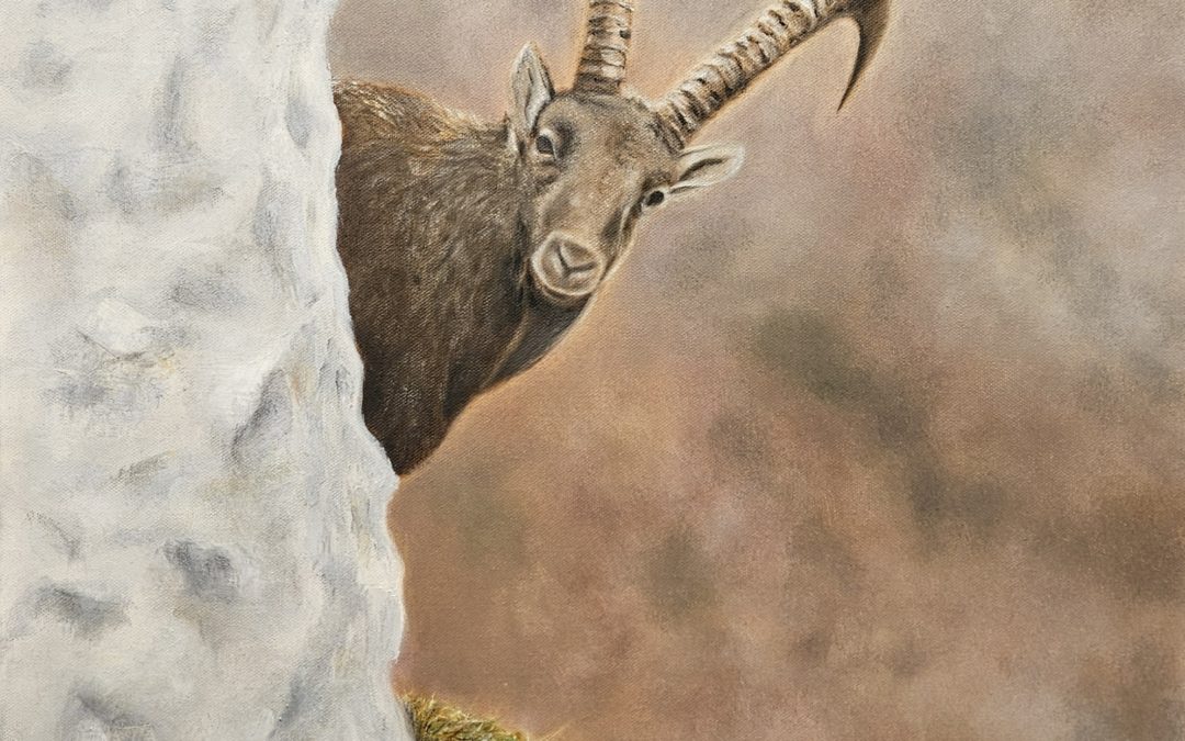 Chamois derrière un rocher